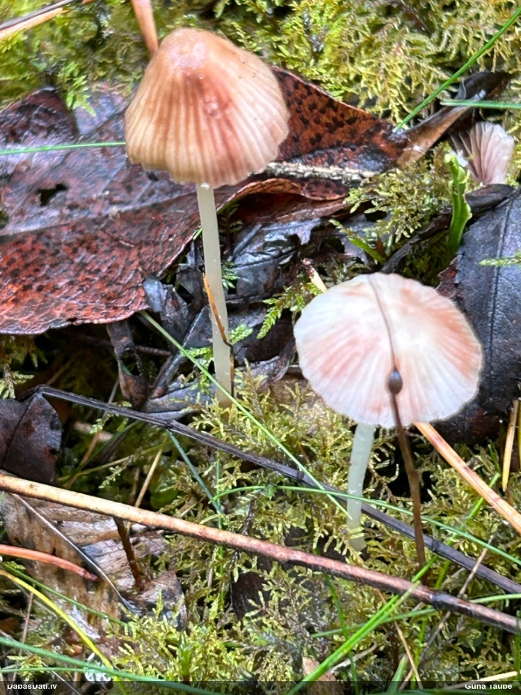 Sēntiņa (nenoteikta)