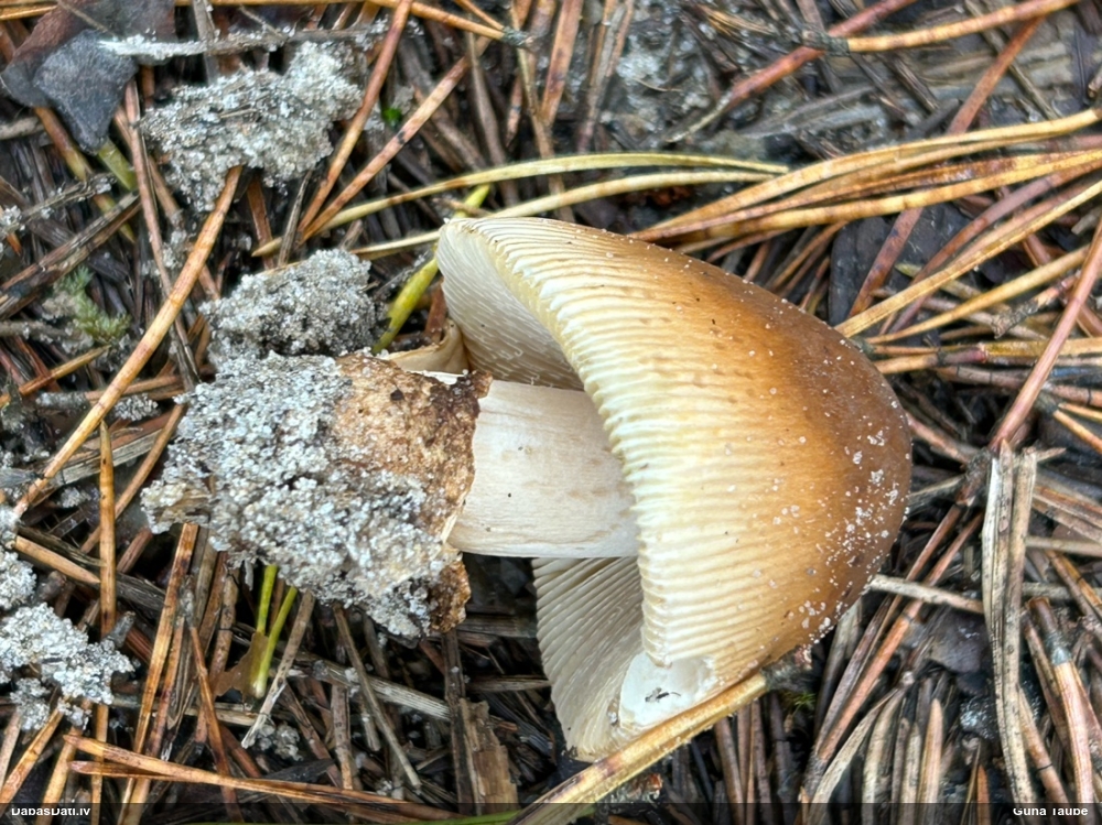 Dzeltenbrūnā makstsēne