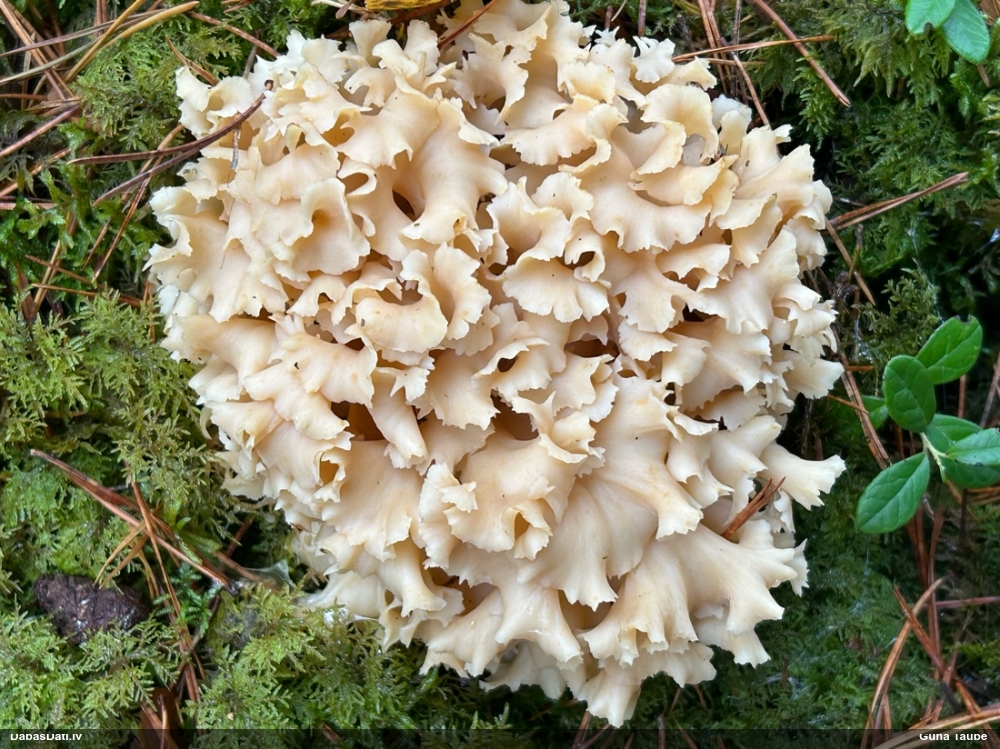 Brain Fungus
