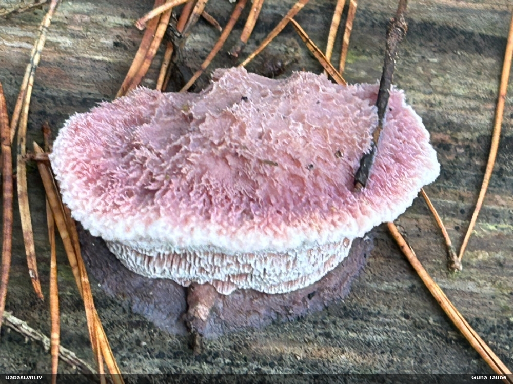 Maigā mīkstpore