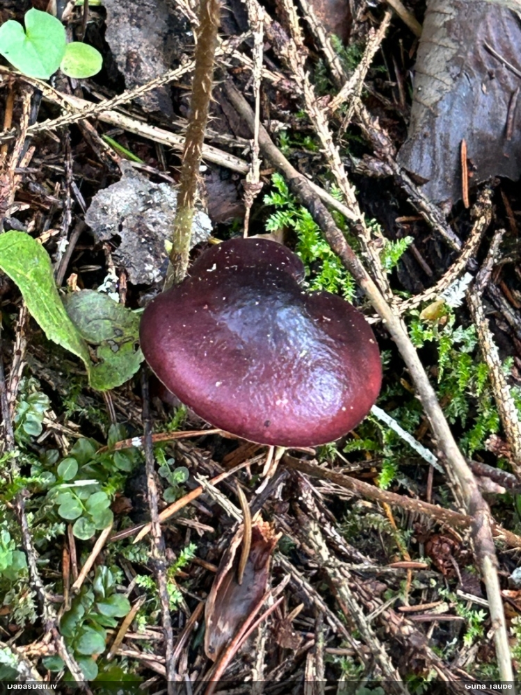 Bērzlape (nenoteikta)
