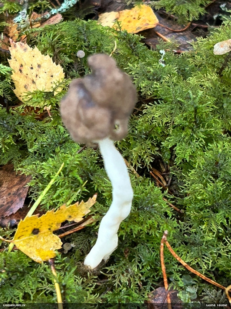 Elastīgais rumpucis
