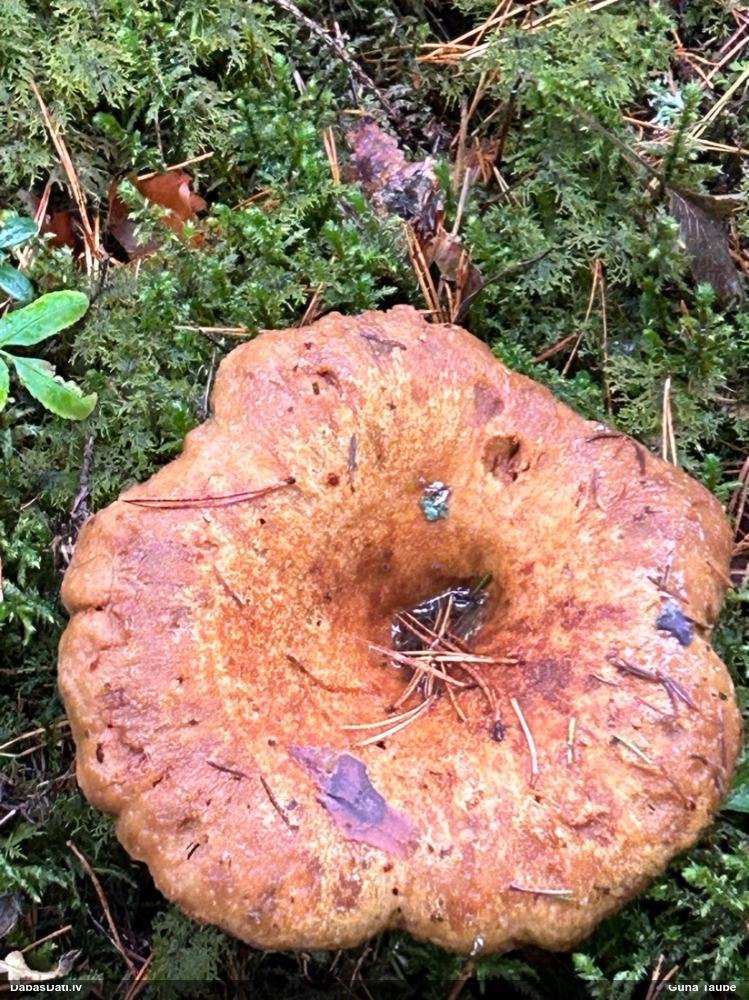 Samtainā mietene