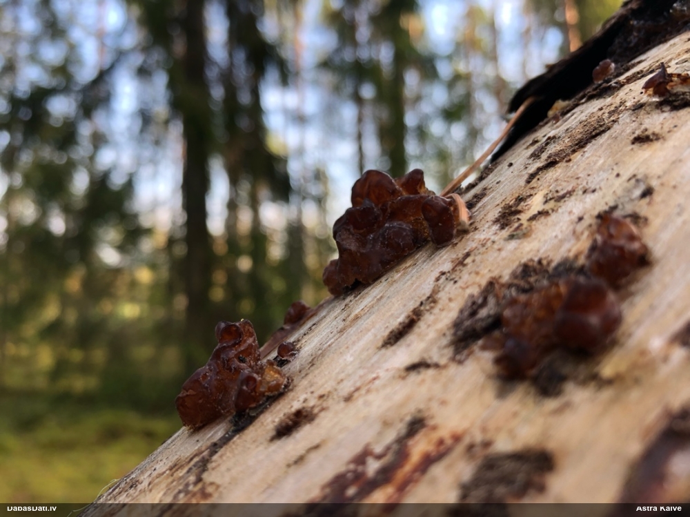 Saldā eksīdija