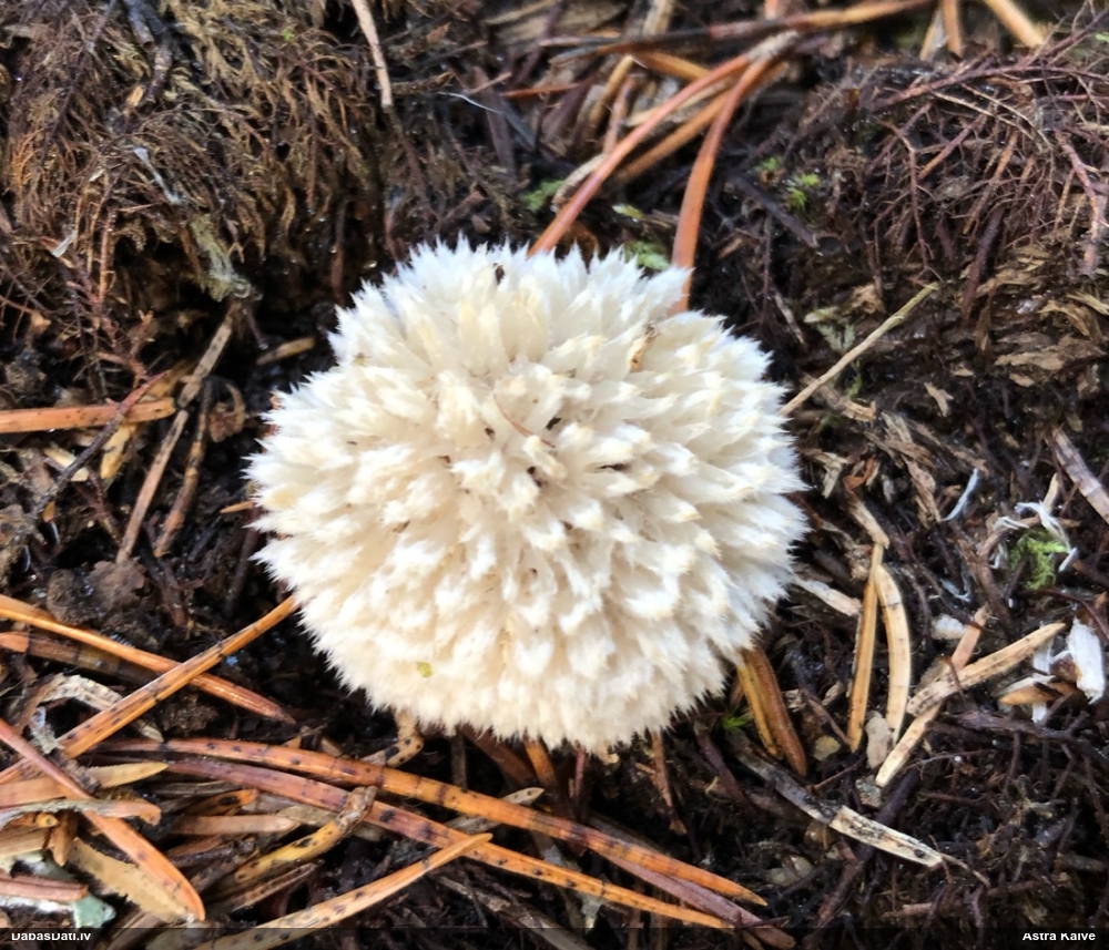 Pūkainā mīkstpiepe