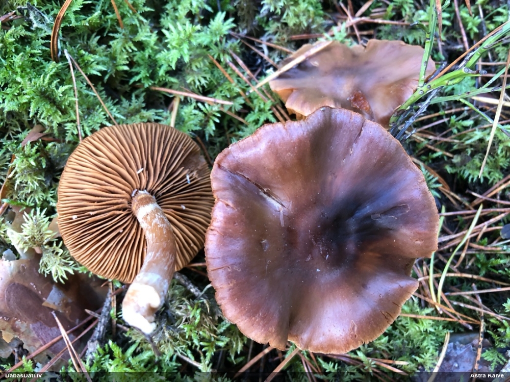 Tīmeklene Cortinarius sp.