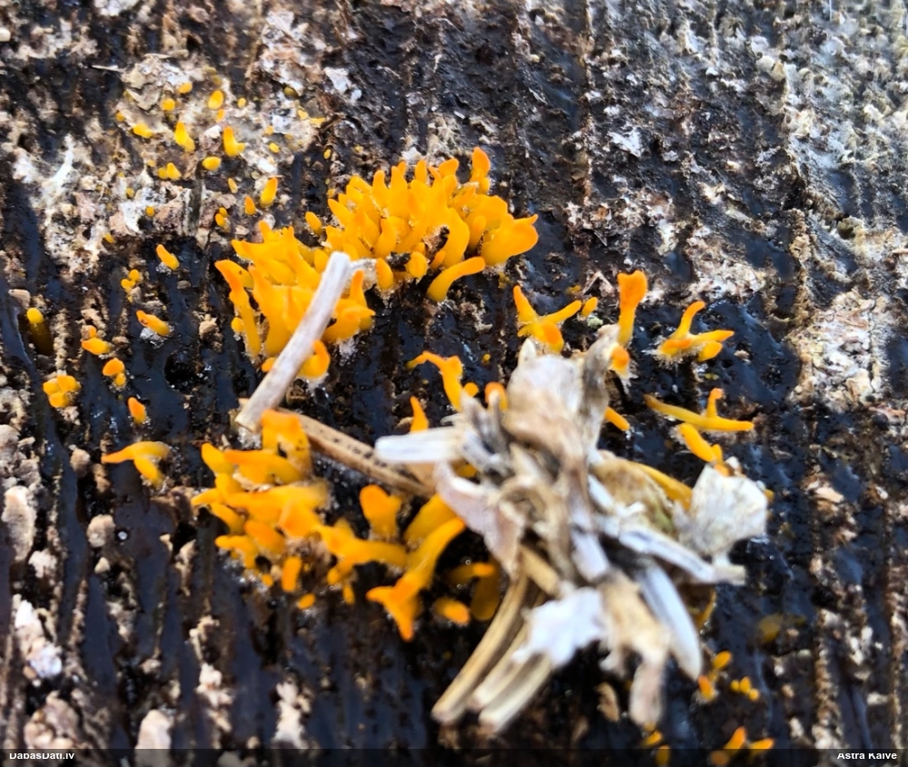Zaraine Calocera furcata