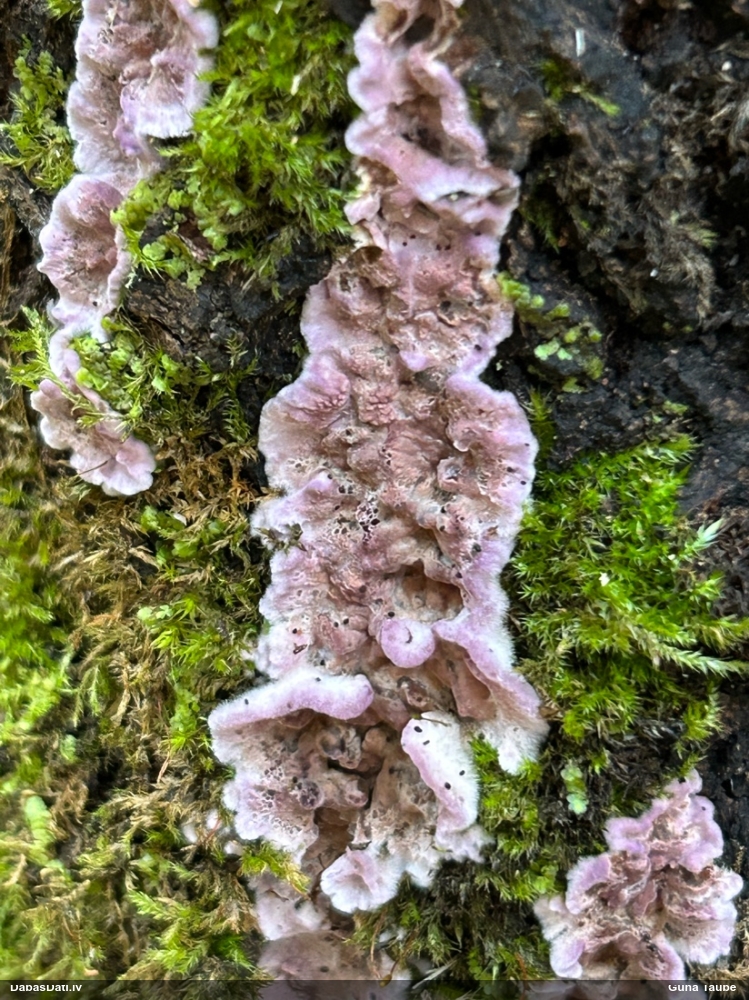Purpura sīkpiepe