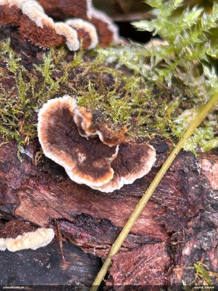 Purpura sīkpiepe