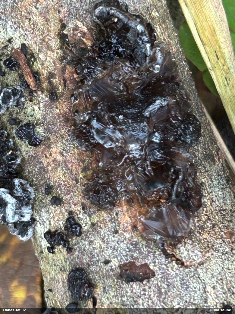 Black Jelly Roll