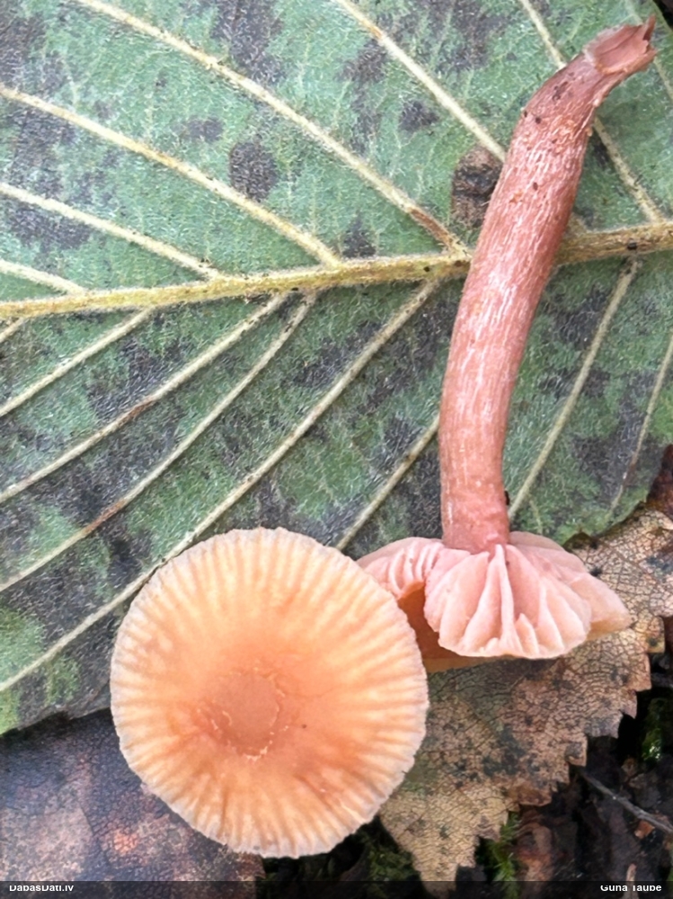 Sārtā bērzlapene