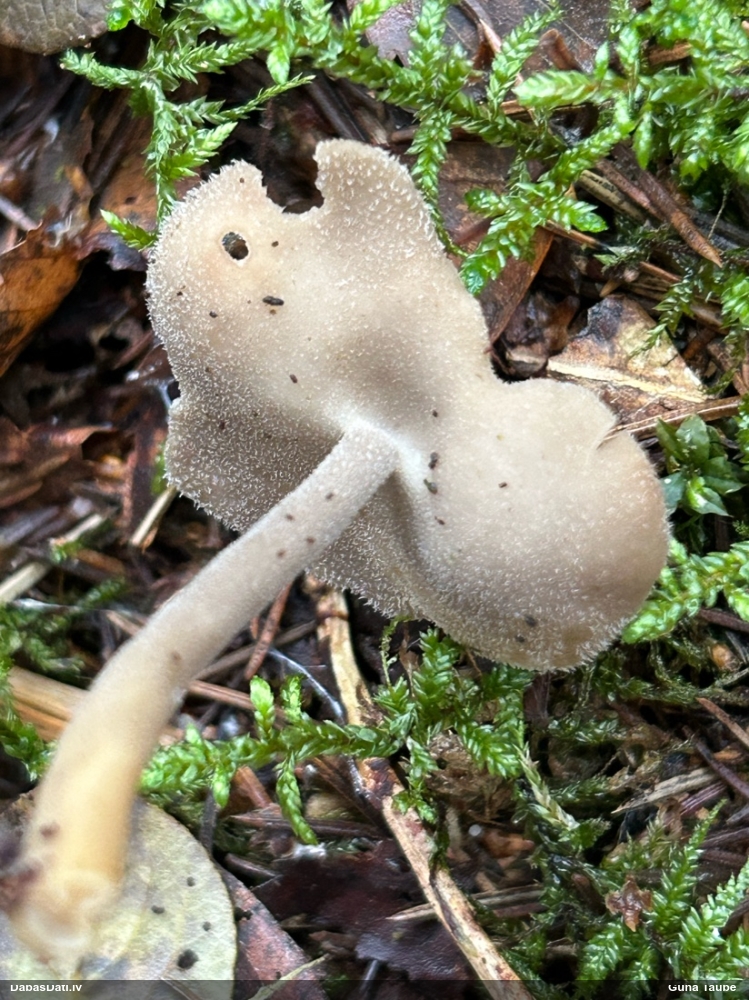 Kātkausa rumpucis
