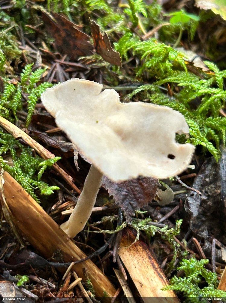 Kātkausa rumpucis