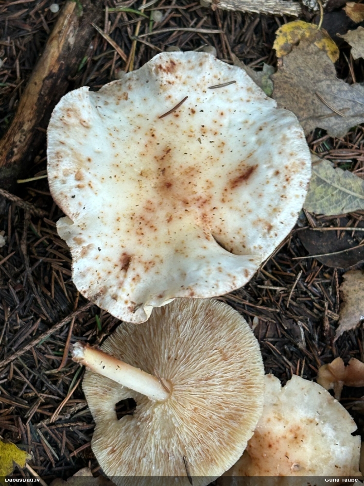 Plankumainā vērdiņsēne