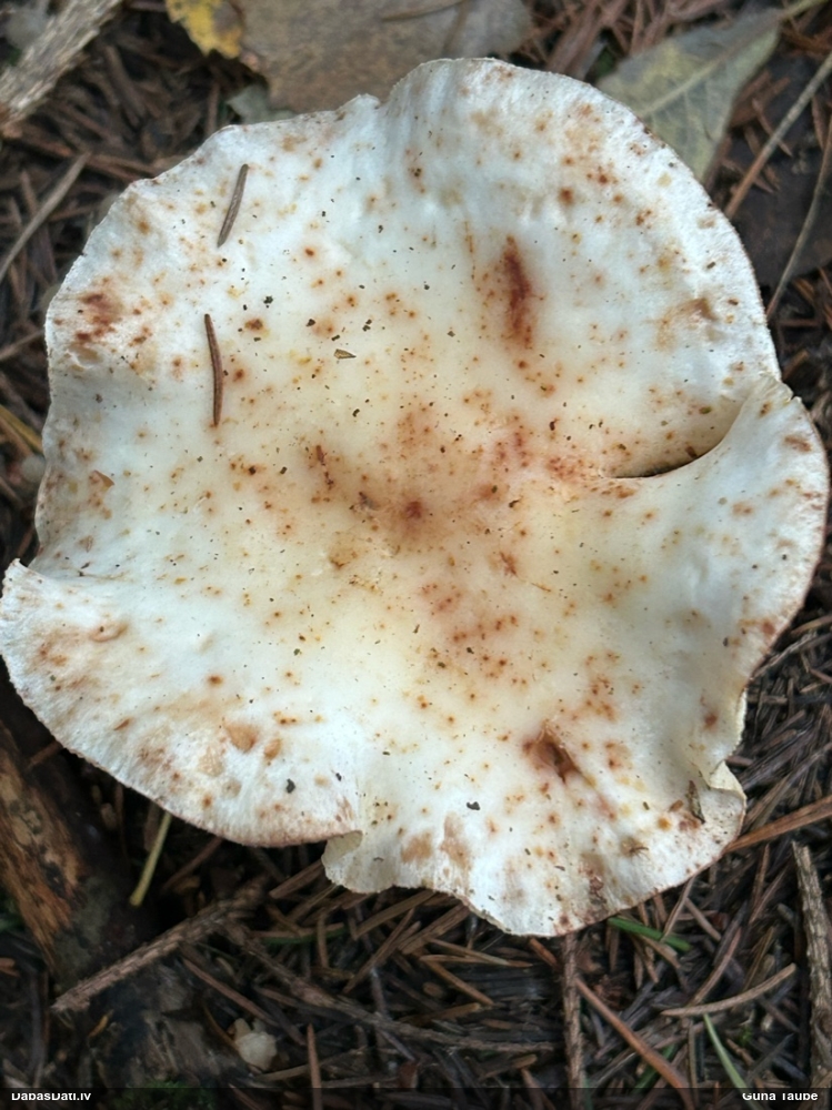 Plankumainā vērdiņsēne