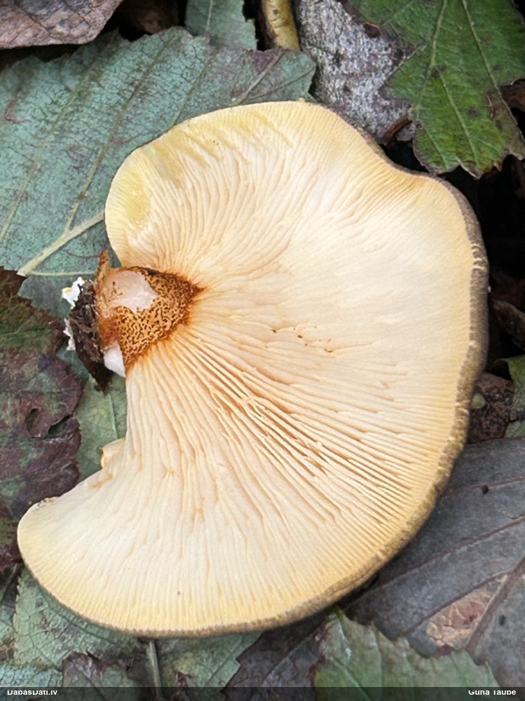 Vēlā pundurkamolene