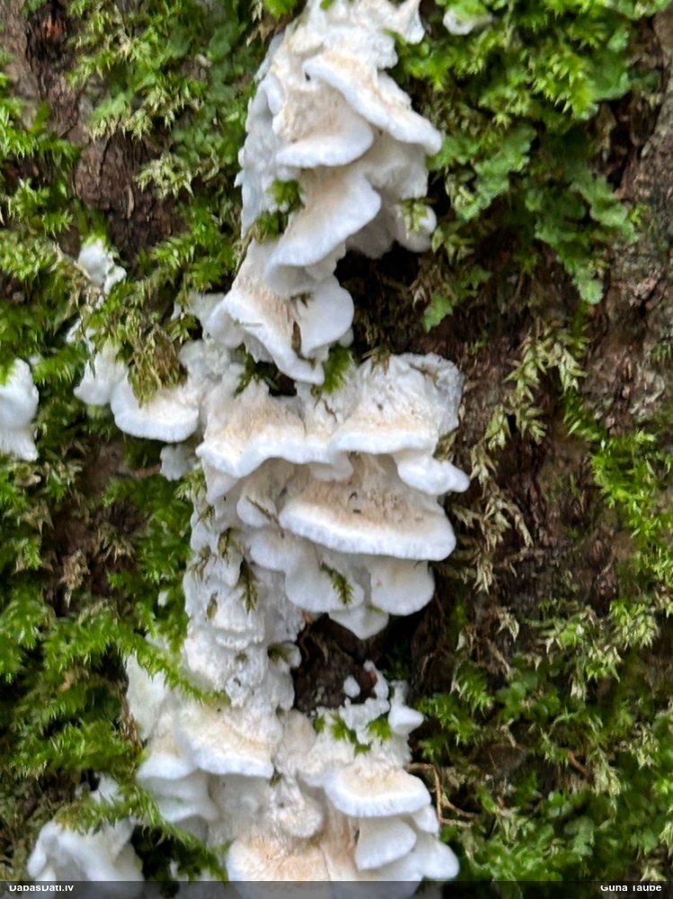 Piepe (nenoteikta)