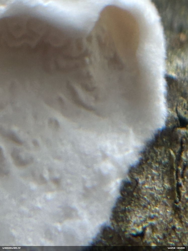 Piepe (nenoteikta)
