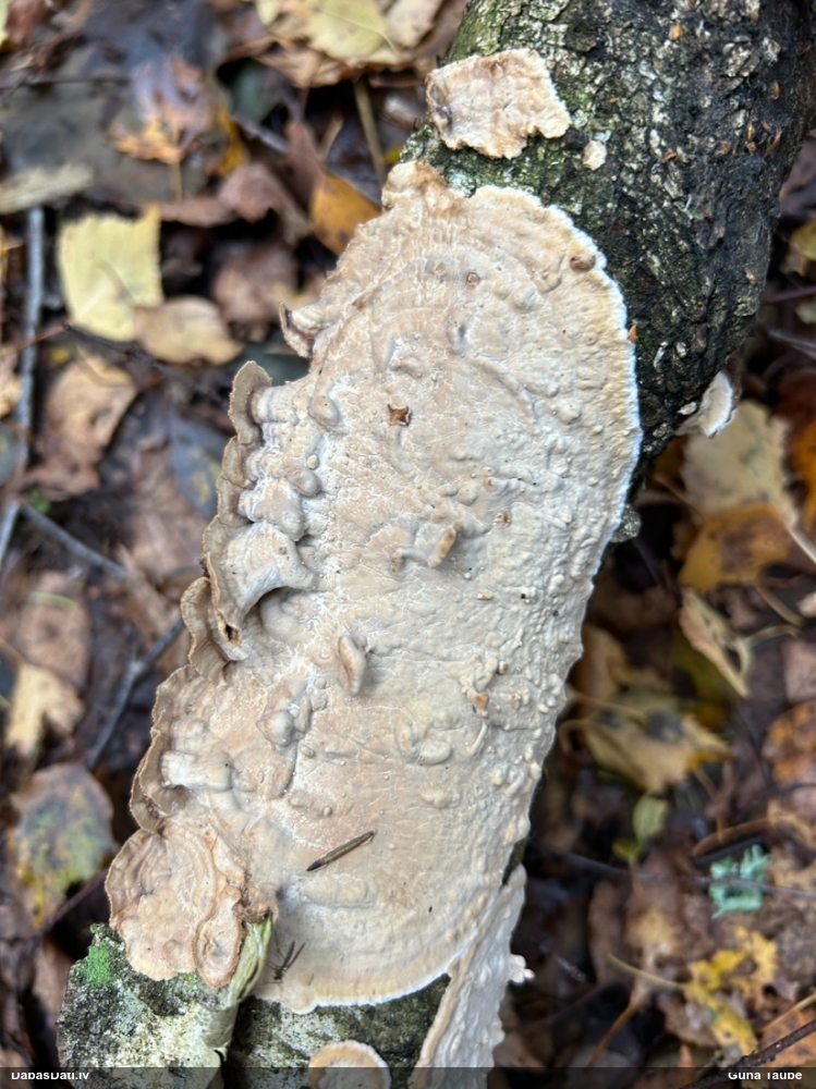 Sēne Byssomerulius corium