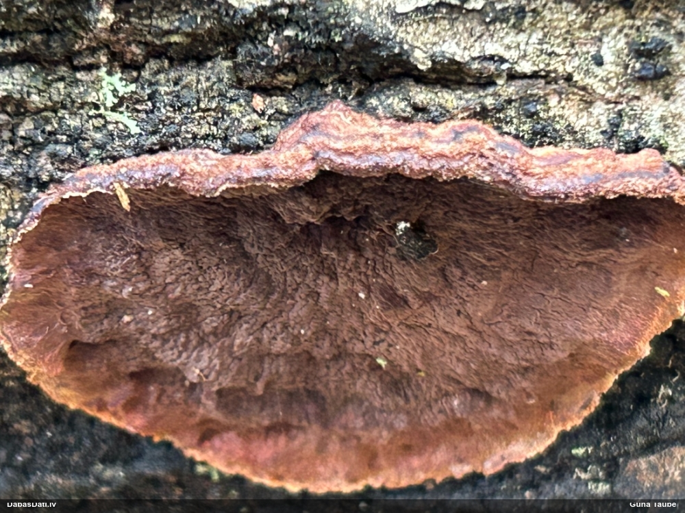 Sēne Punctularia strigosozonata