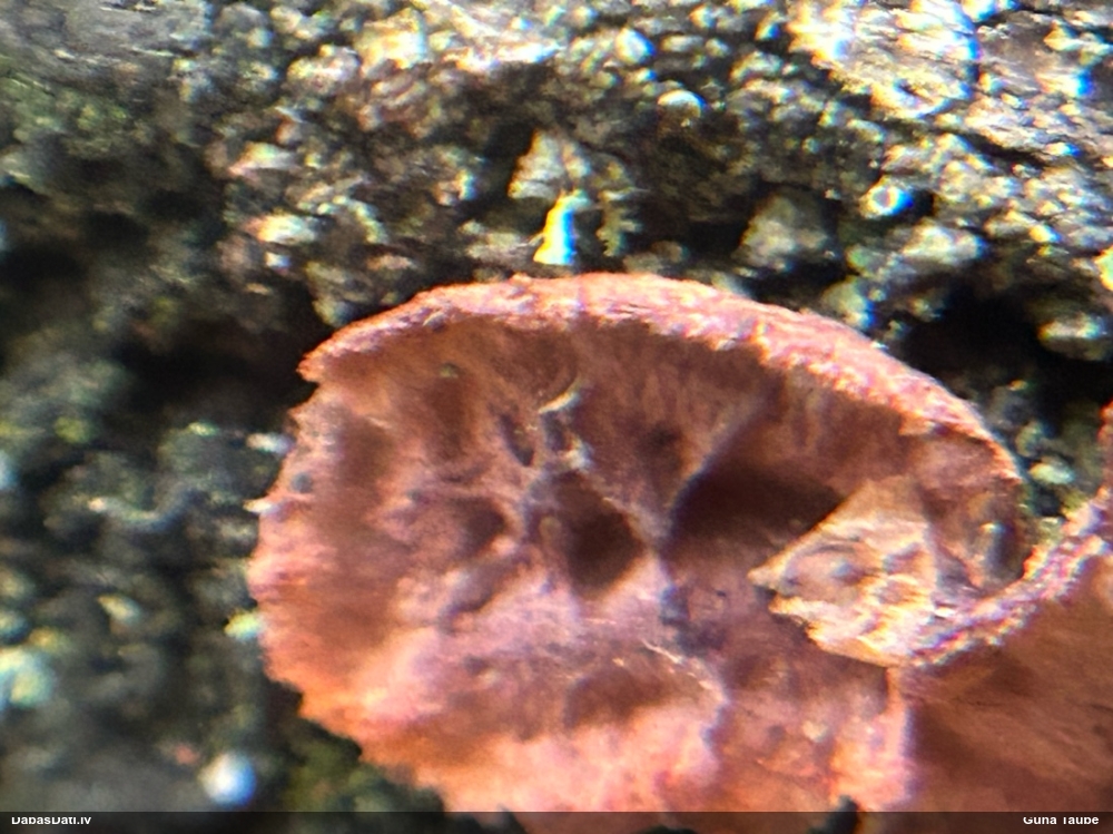 Sēne Punctularia strigosozonata