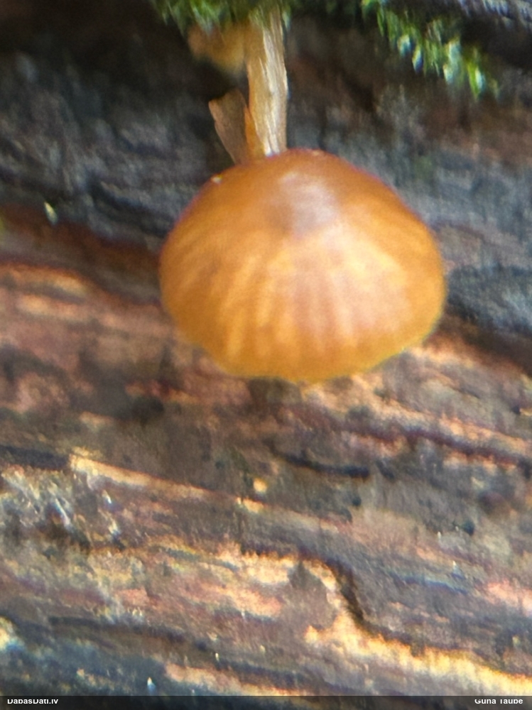 Sēntiņa (nenoteikta)