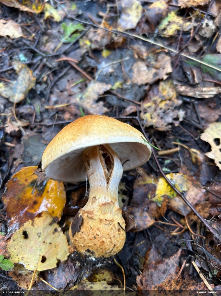 Tīmeklene Cortinarius sp.