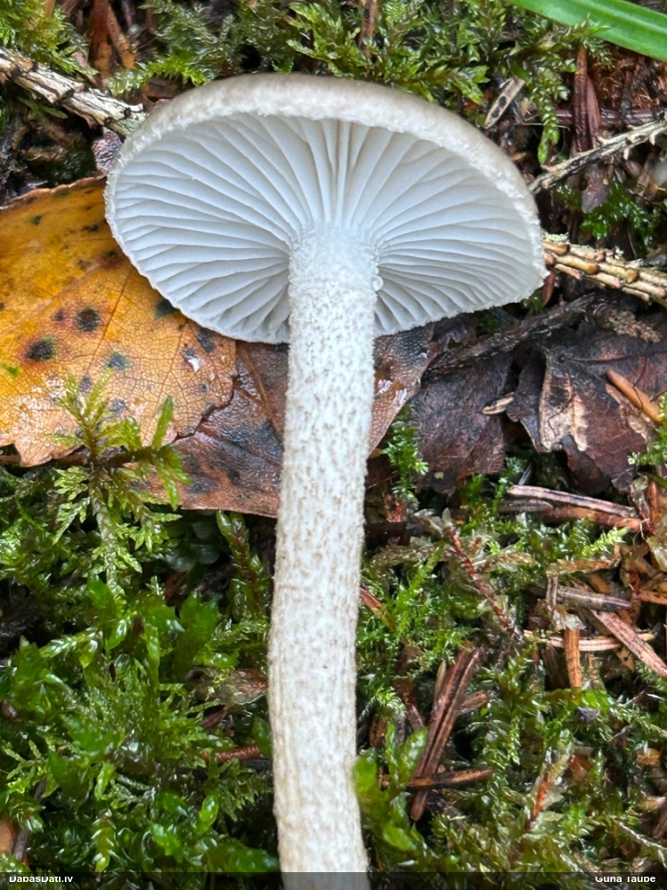 Gliemezene (nenoteikta)