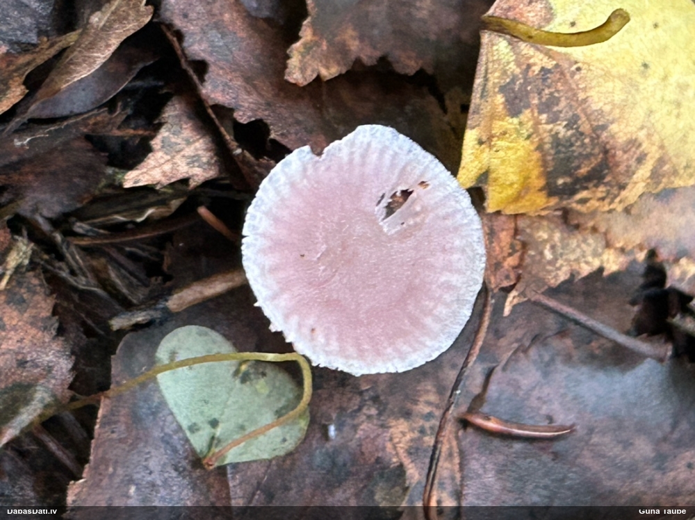 Sārtā sēntiņa
