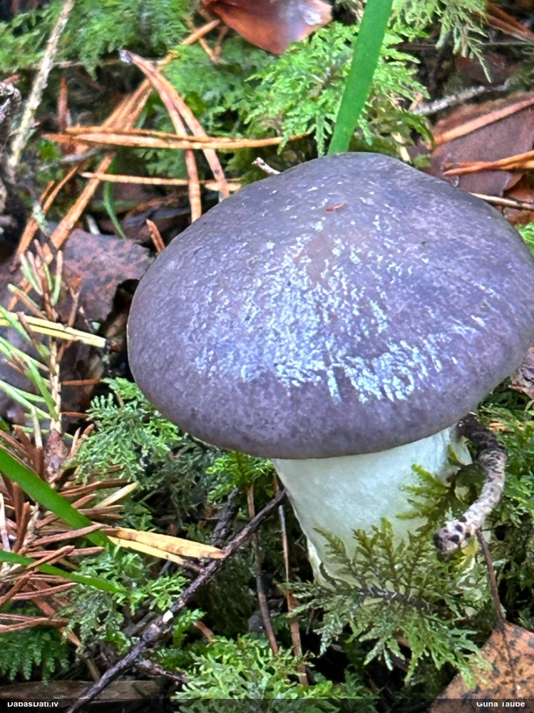 Eglaines zeltkāte