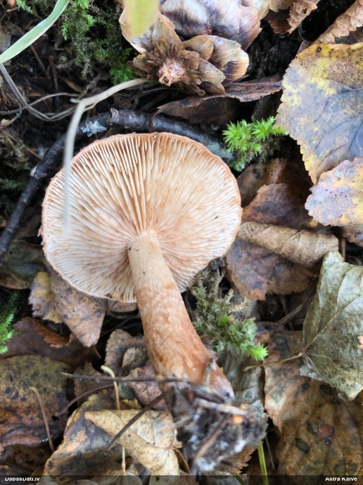 Lapiņsēne (nenoteikta)