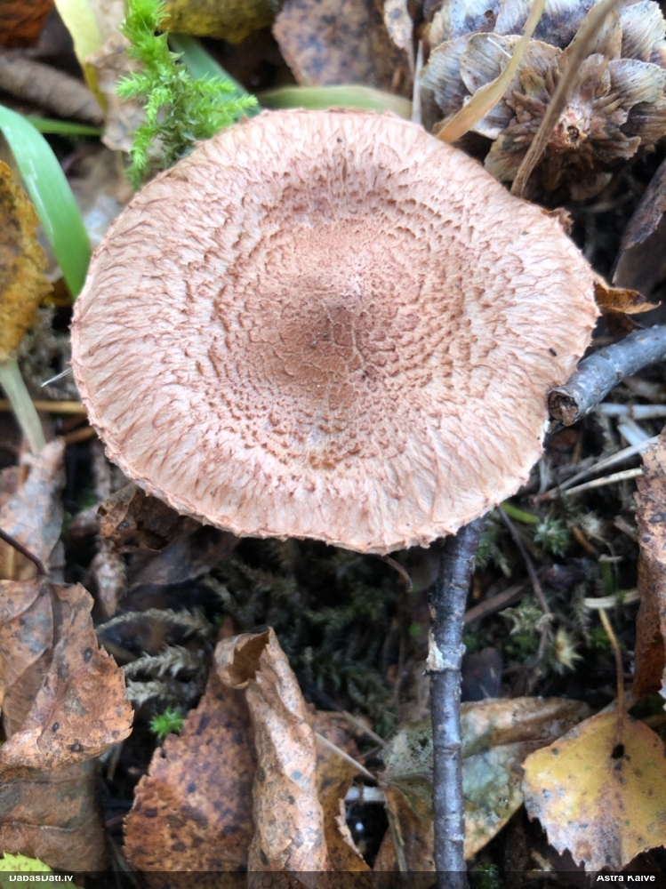 Lapiņsēne (nenoteikta)
