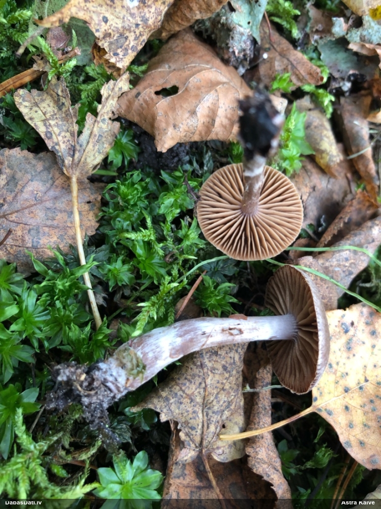 Tīmeklene Cortinarius sp.