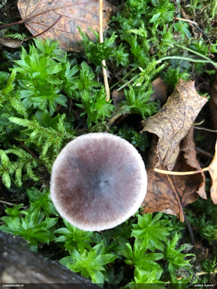 Tīmeklene Cortinarius sp.