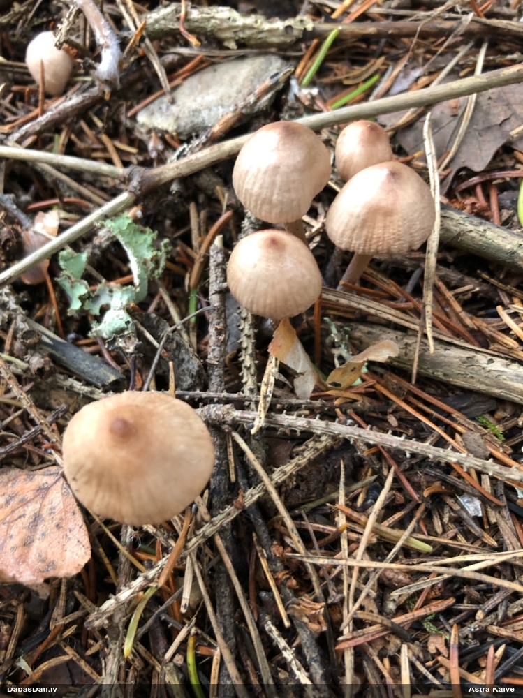 Sēntiņa (nenoteikta)