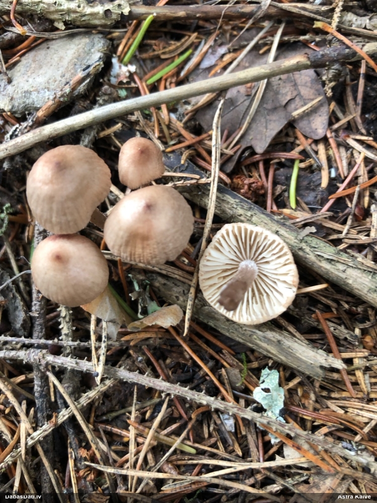 Sēntiņa (nenoteikta)