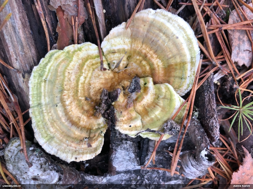 Raibā tauriņpiepe