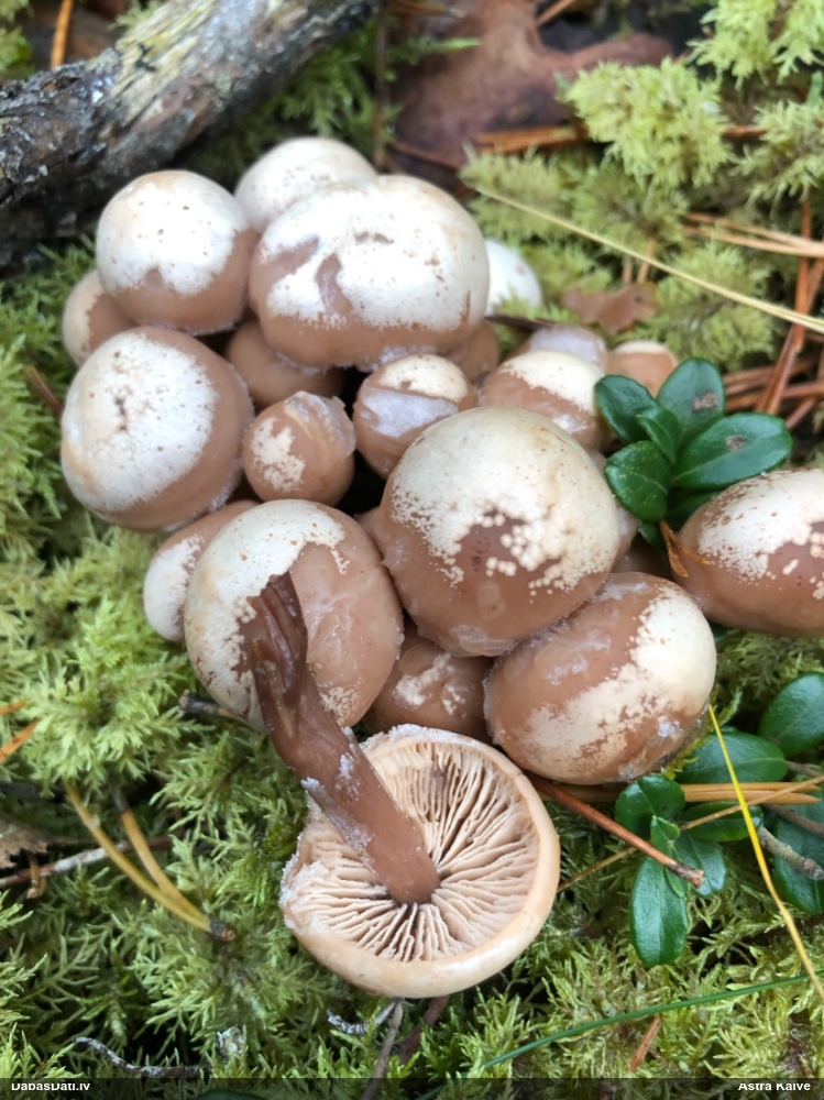 Spīgulīte (nenoteikta)