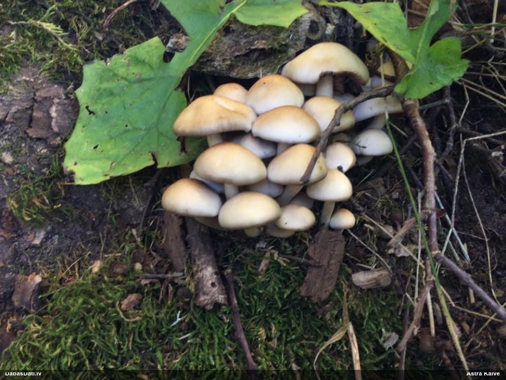 Spīgulīte (nenoteikta)