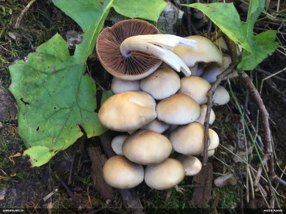 Spīgulīte (nenoteikta)
