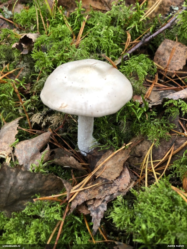 Tīmeklene Cortinarius sp.