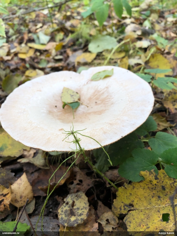 Dzeltenpelēkā piltuvene