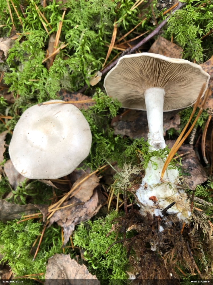 Tīmeklene Cortinarius sp.