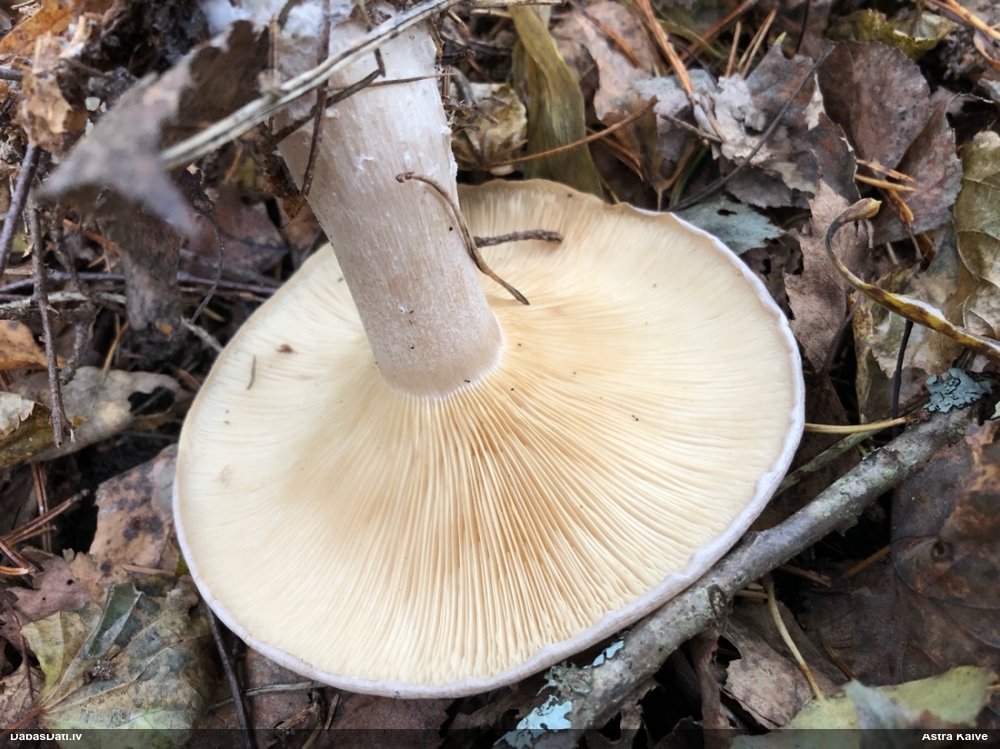 Dūmainā aplocene, piltuvene, liepene