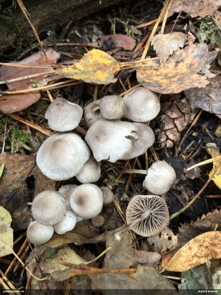 Sēntiņa (nenoteikta)