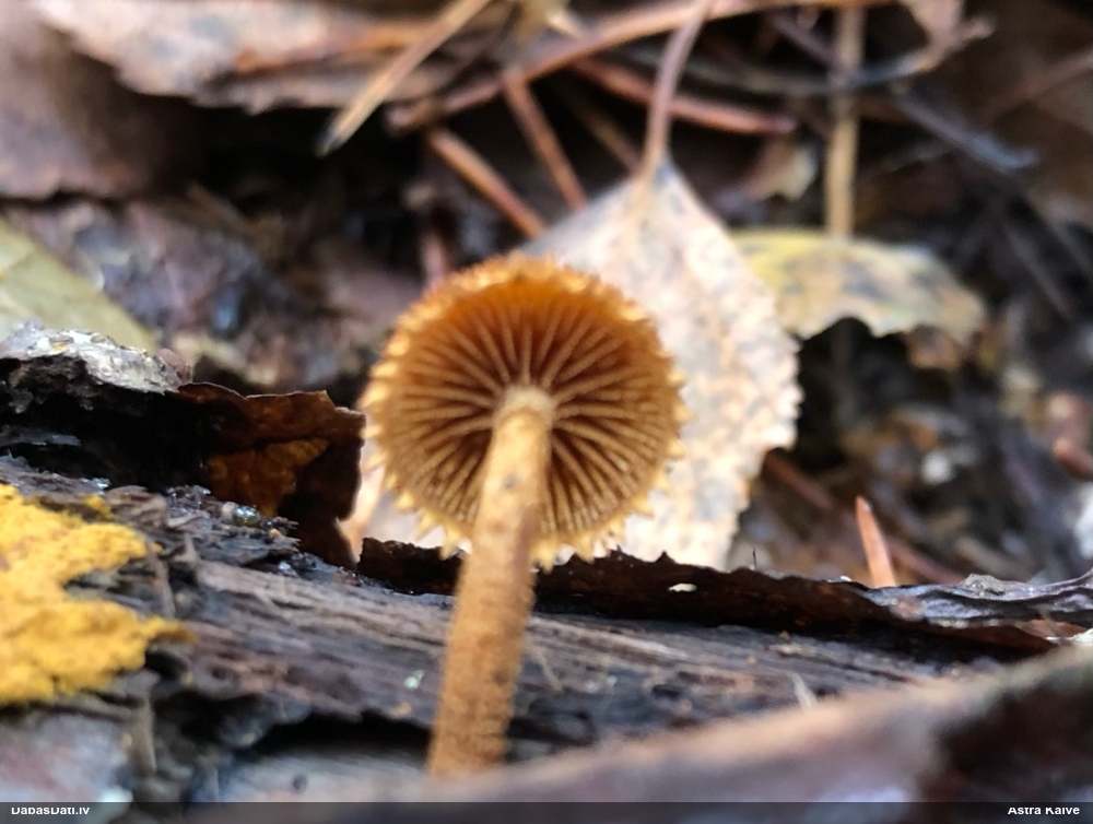 Liesmenīte Flammulaster sp.