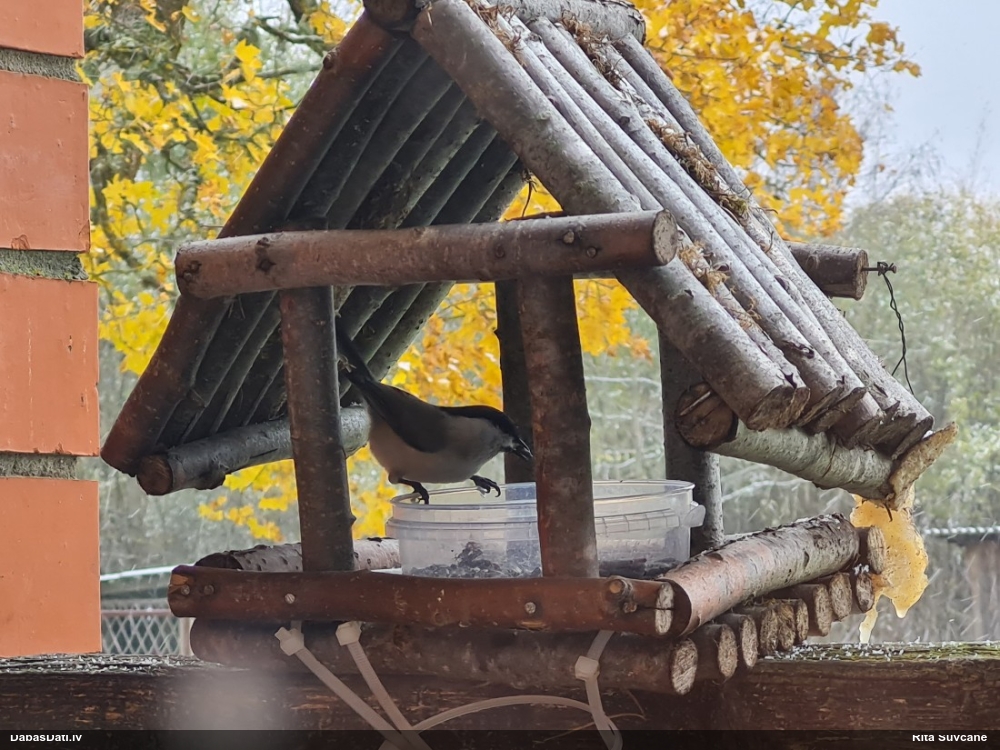 гаичка