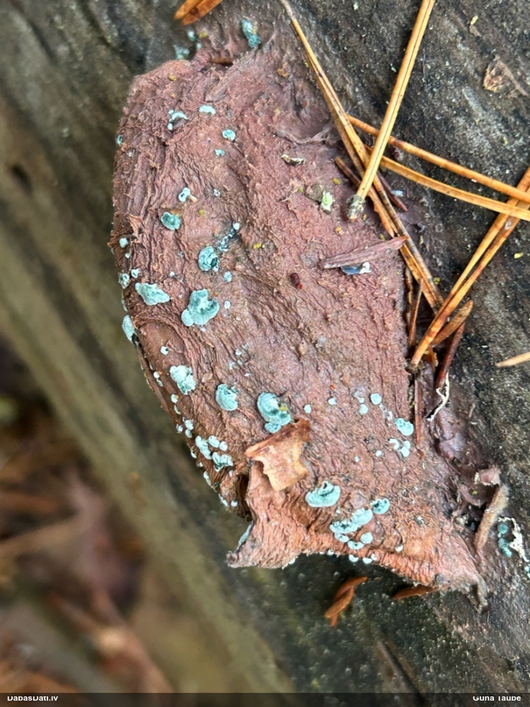 Sēne  Trichoderma sp.
