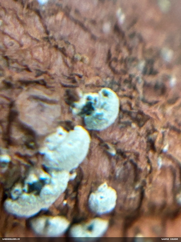 Sēne  Trichoderma sp.