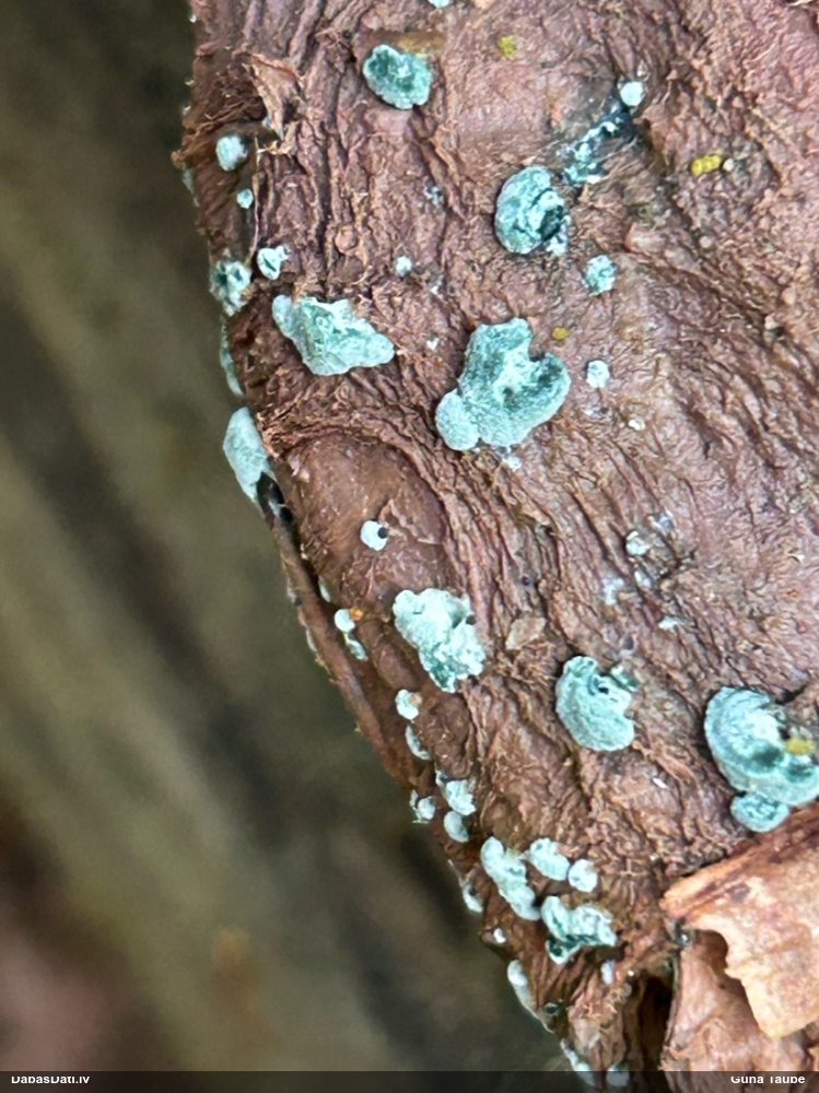 Sēne  Trichoderma sp.